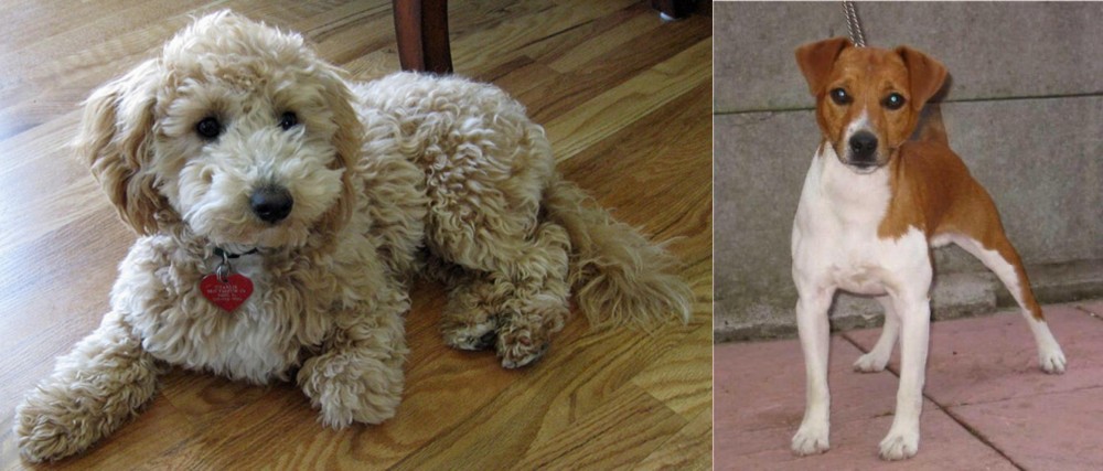 Plummer Terrier vs Bichonpoo - Breed Comparison