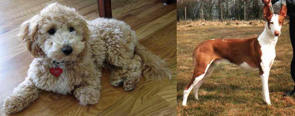 Podenco Canario vs Bichonpoo - Breed Comparison