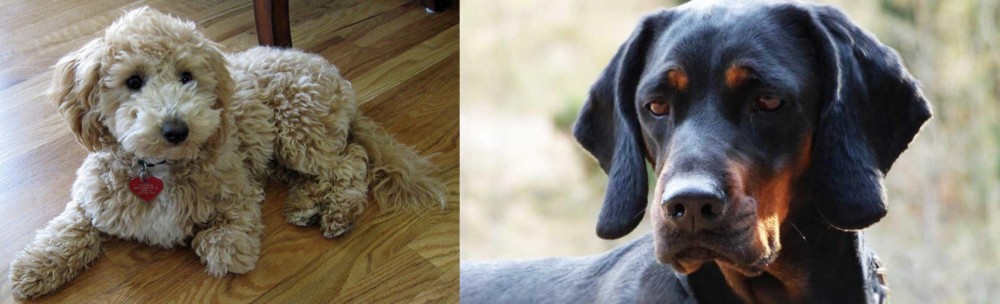 Polish Hunting Dog vs Bichonpoo - Breed Comparison