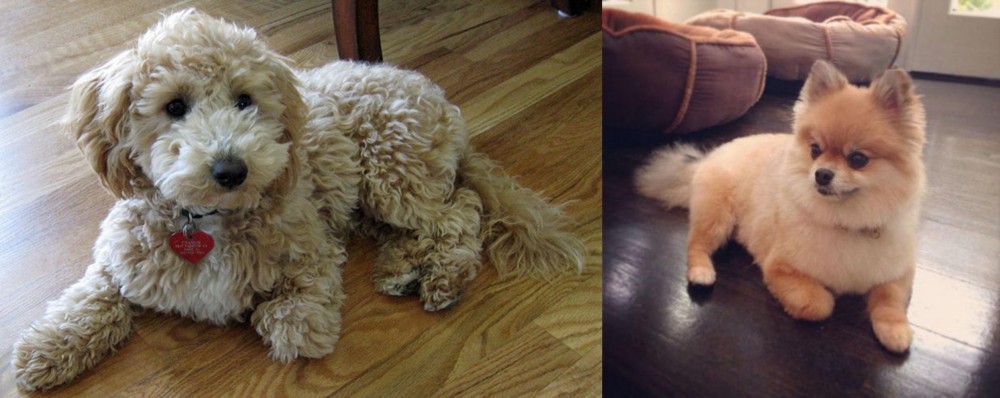 Pomeranian vs Bichonpoo - Breed Comparison