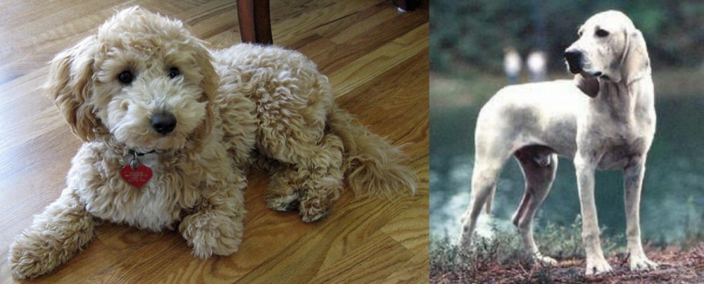 Porcelaine vs Bichonpoo - Breed Comparison
