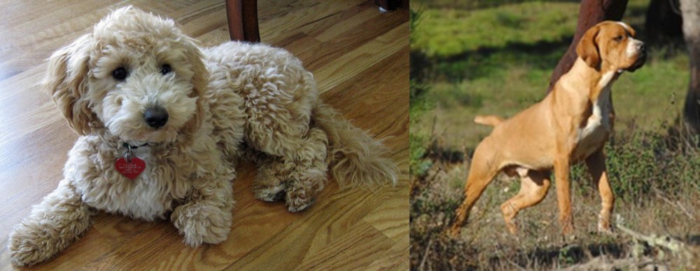 Portuguese Pointer vs Bichonpoo - Breed Comparison