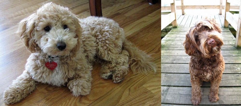 Portuguese Water Dog vs Bichonpoo - Breed Comparison