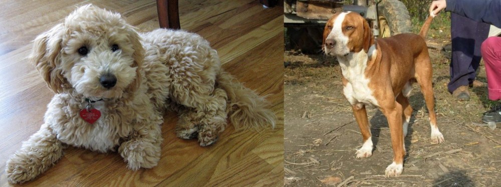 Posavac Hound vs Bichonpoo - Breed Comparison