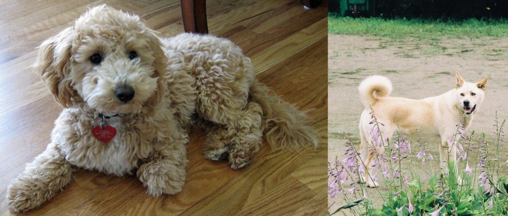 Pungsan Dog vs Bichonpoo - Breed Comparison