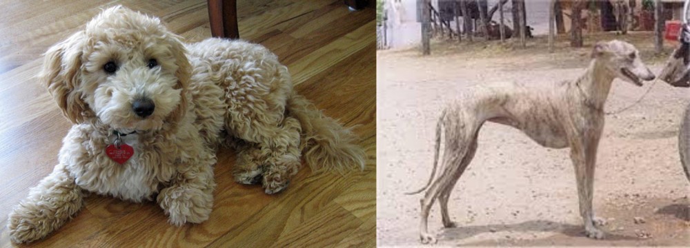 Rampur Greyhound vs Bichonpoo - Breed Comparison