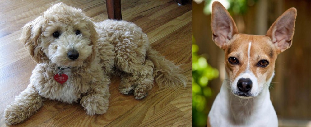 Rat Terrier vs Bichonpoo - Breed Comparison
