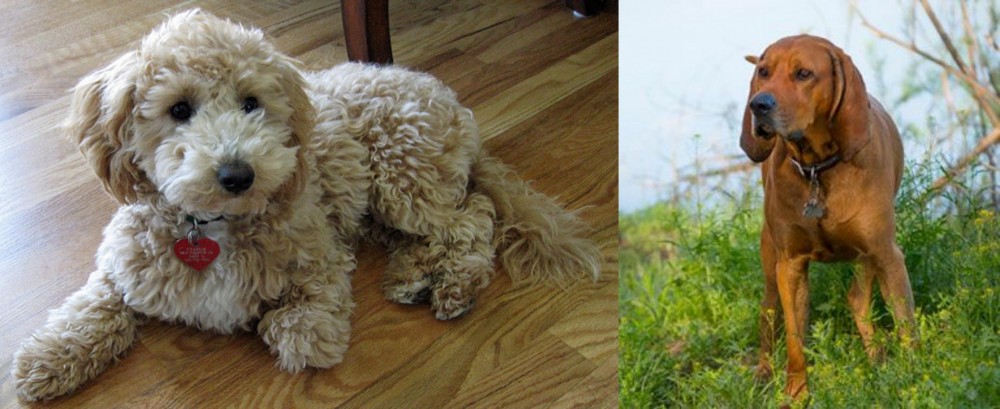 Redbone Coonhound vs Bichonpoo - Breed Comparison