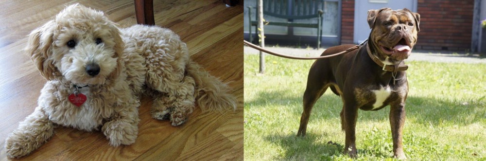 Renascence Bulldogge vs Bichonpoo - Breed Comparison