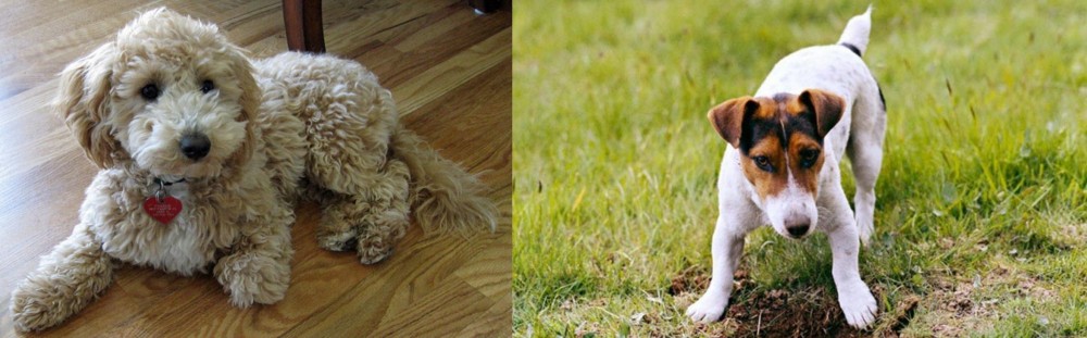 Russell Terrier vs Bichonpoo - Breed Comparison