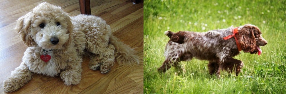 Russian Spaniel vs Bichonpoo - Breed Comparison