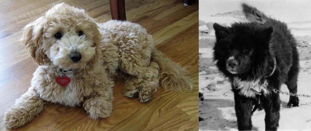 Sakhalin Husky vs Bichonpoo - Breed Comparison