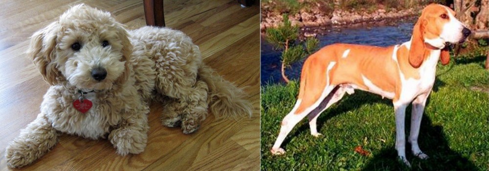 Schweizer Laufhund vs Bichonpoo - Breed Comparison