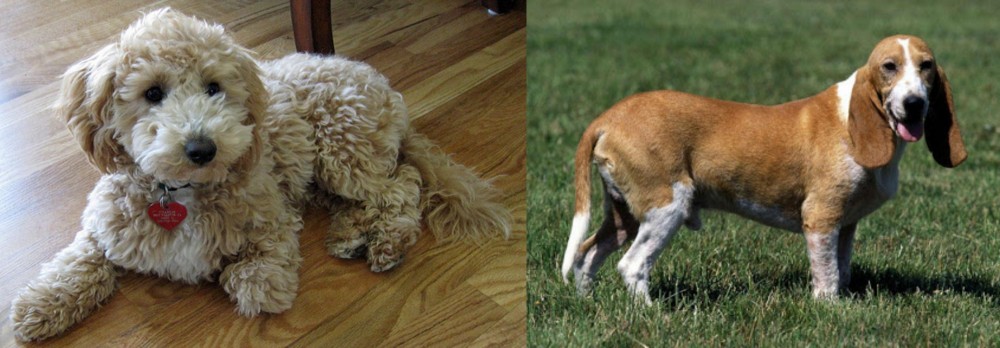 Schweizer Niederlaufhund vs Bichonpoo - Breed Comparison