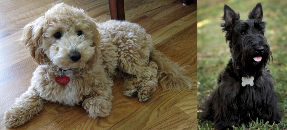 Scoland Terrier vs Bichonpoo - Breed Comparison