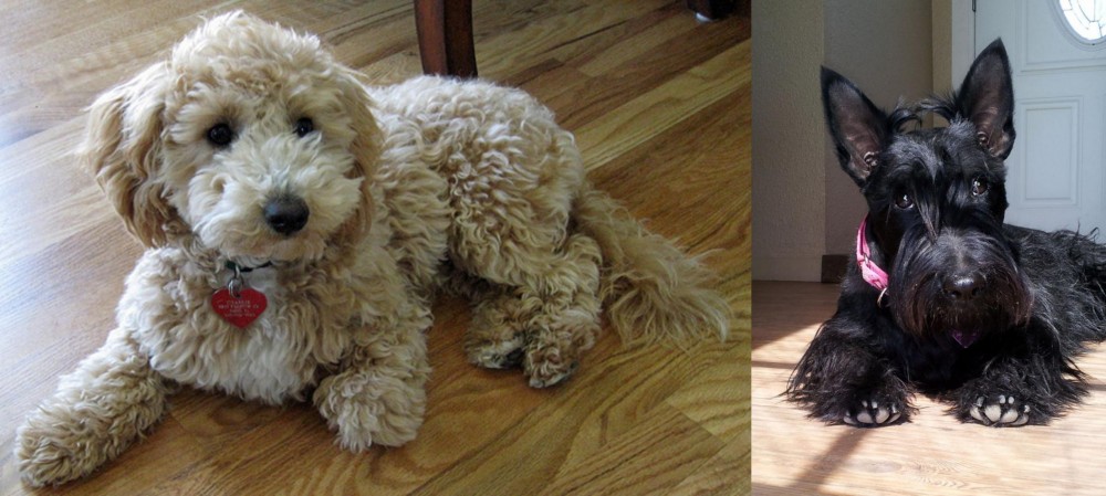 Scottish Terrier vs Bichonpoo - Breed Comparison