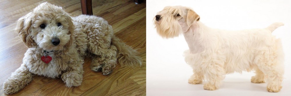 Sealyham Terrier vs Bichonpoo - Breed Comparison