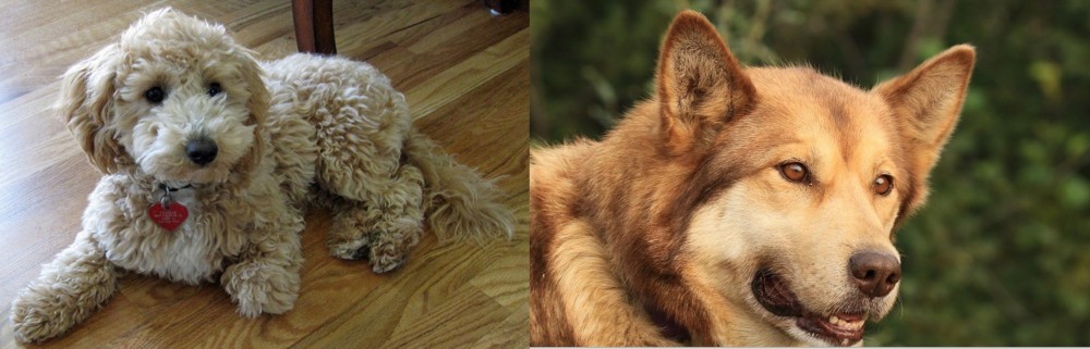Seppala Siberian Sleddog vs Bichonpoo - Breed Comparison