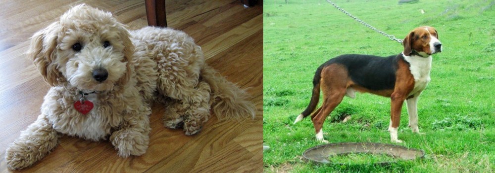 Serbian Tricolour Hound vs Bichonpoo - Breed Comparison