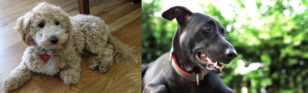 Shepard Labrador vs Bichonpoo - Breed Comparison