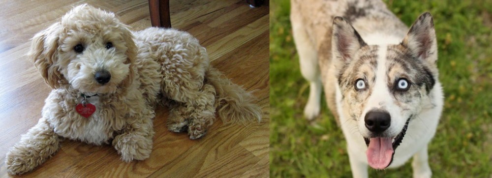 Shepherd Husky vs Bichonpoo - Breed Comparison
