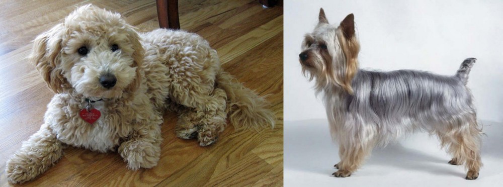 Silky Terrier vs Bichonpoo - Breed Comparison
