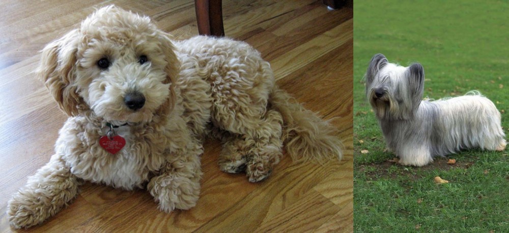 Skye Terrier vs Bichonpoo - Breed Comparison