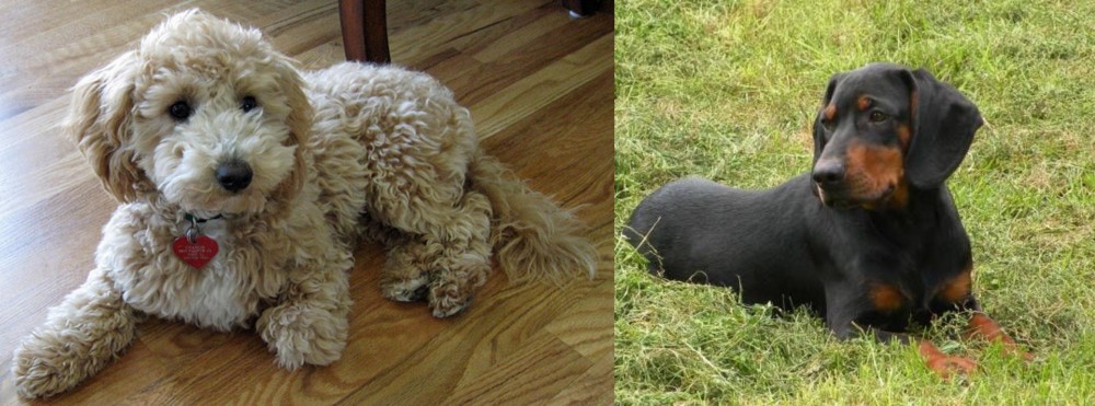 Slovakian Hound vs Bichonpoo - Breed Comparison