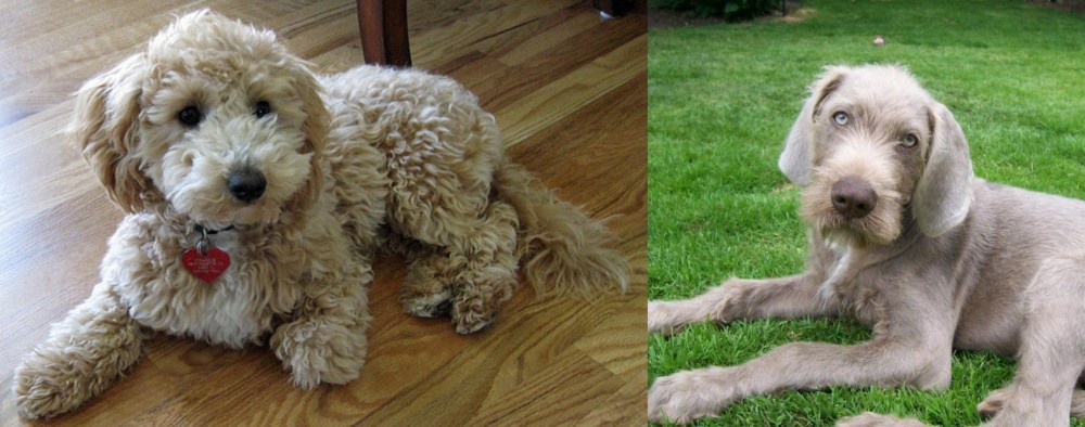 Slovakian Rough Haired Pointer vs Bichonpoo - Breed Comparison