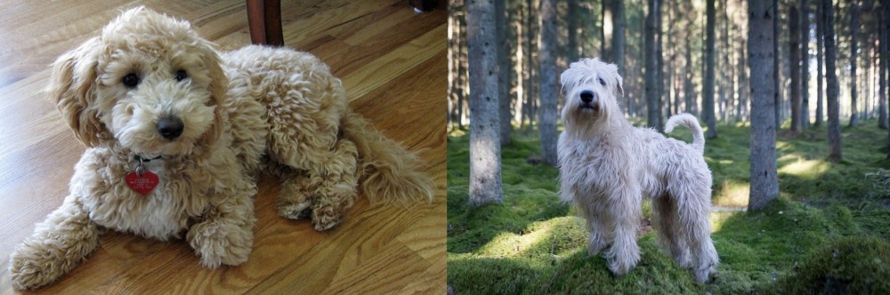 Soft-Coated Wheaten Terrier vs Bichonpoo - Breed Comparison