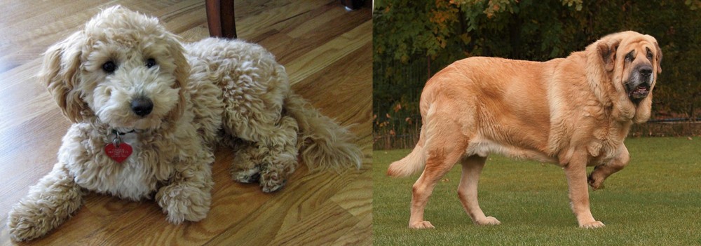 Spanish Mastiff vs Bichonpoo - Breed Comparison