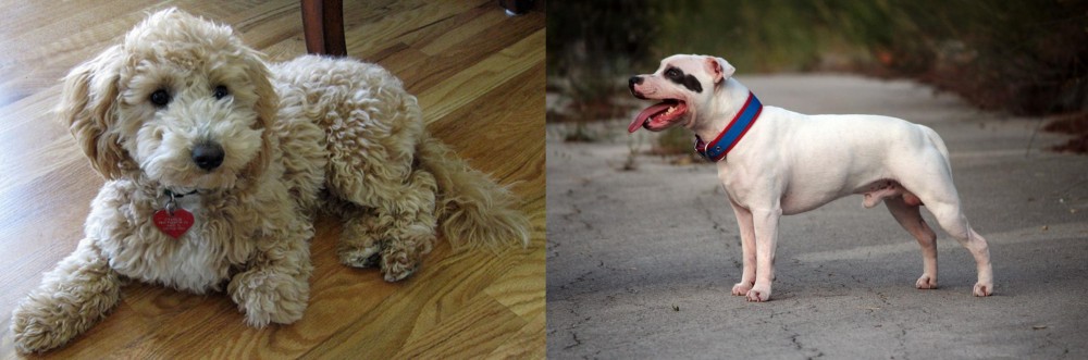 Staffordshire Bull Terrier vs Bichonpoo - Breed Comparison