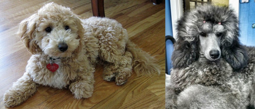 Standard Poodle vs Bichonpoo - Breed Comparison