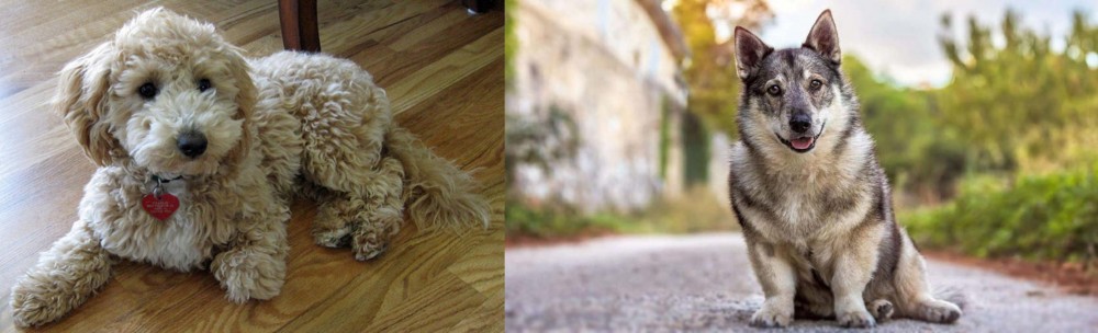 Swedish Vallhund vs Bichonpoo - Breed Comparison