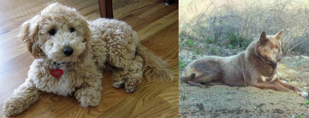 Tahltan Bear Dog vs Bichonpoo - Breed Comparison