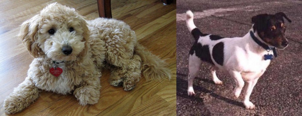Teddy Roosevelt Terrier vs Bichonpoo - Breed Comparison
