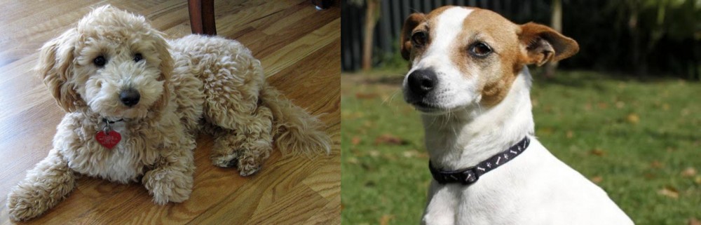 Tenterfield Terrier vs Bichonpoo - Breed Comparison