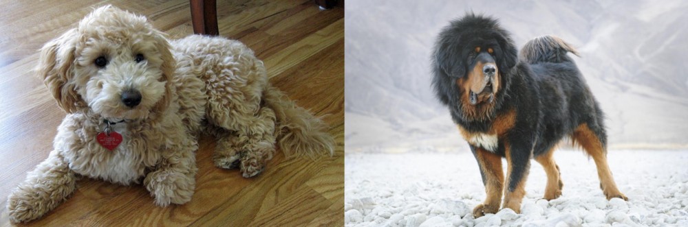 Tibetan Mastiff vs Bichonpoo - Breed Comparison