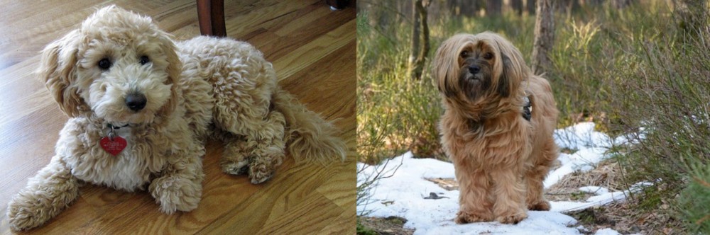 Tibetan Terrier vs Bichonpoo - Breed Comparison
