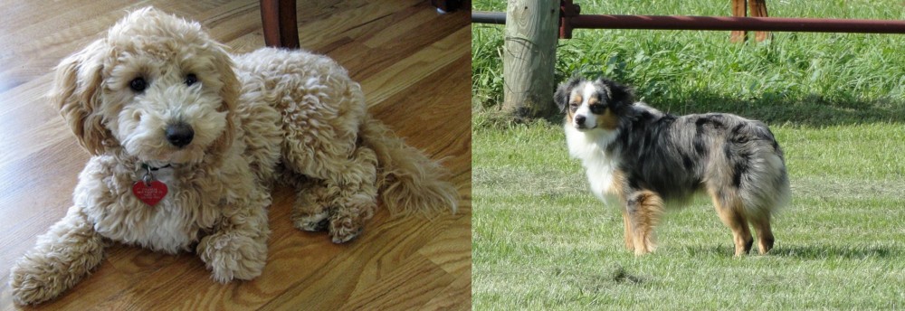Toy Australian Shepherd vs Bichonpoo - Breed Comparison