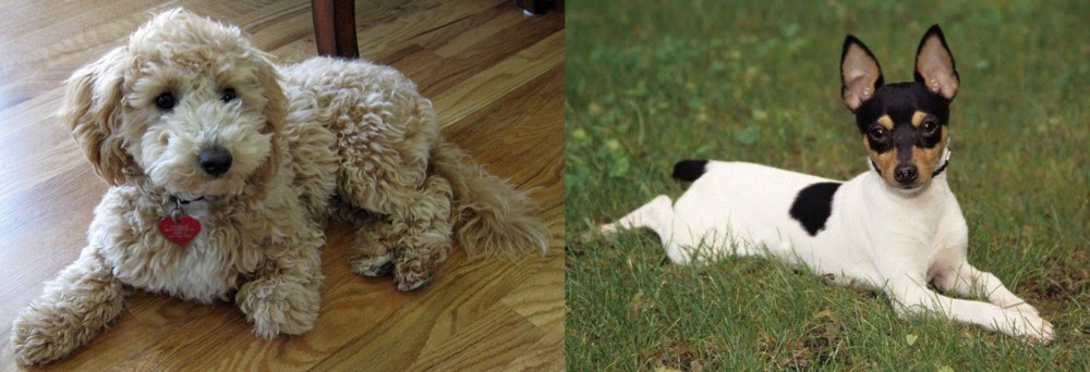 Toy Fox Terrier vs Bichonpoo - Breed Comparison