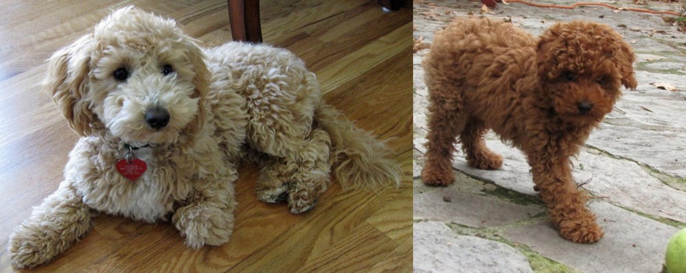 Toy Poodle vs Bichonpoo - Breed Comparison