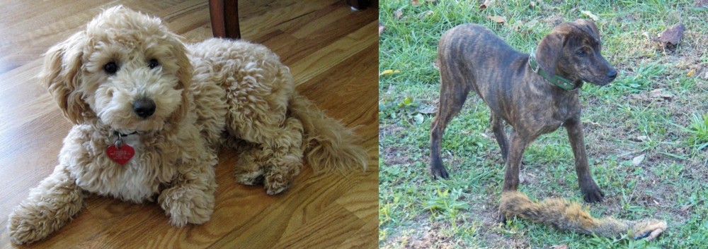 Treeing Cur vs Bichonpoo - Breed Comparison