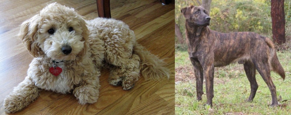 Treeing Tennessee Brindle vs Bichonpoo - Breed Comparison