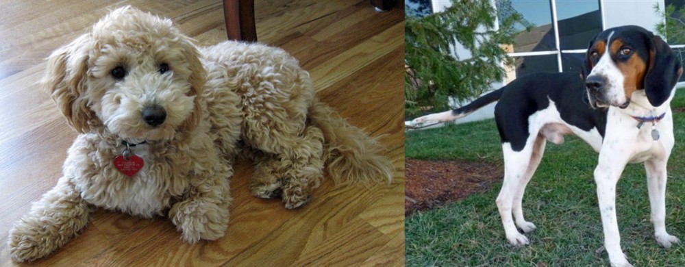 Treeing Walker Coonhound vs Bichonpoo - Breed Comparison