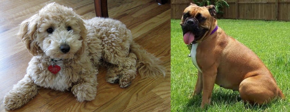 Valley Bulldog vs Bichonpoo - Breed Comparison