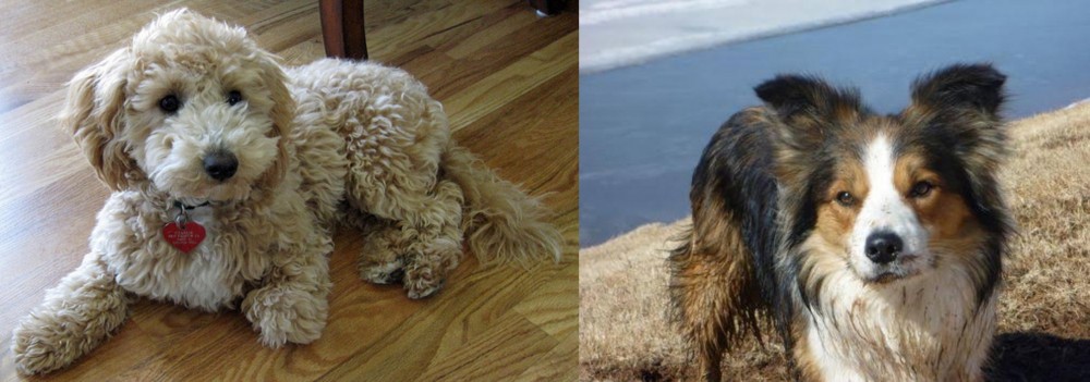 Welsh Sheepdog vs Bichonpoo - Breed Comparison