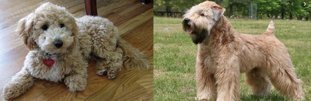 Wheaten Terrier vs Bichonpoo - Breed Comparison