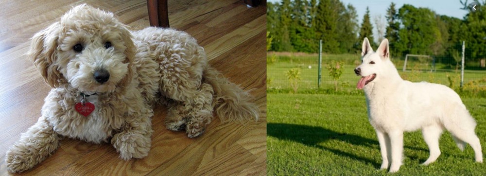 White Shepherd vs Bichonpoo - Breed Comparison