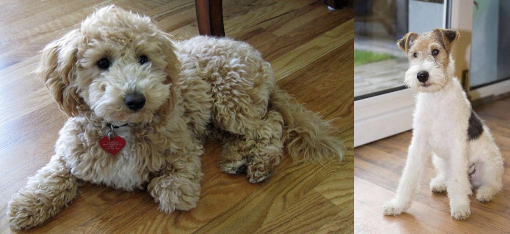 Wire Fox Terrier vs Bichonpoo - Breed Comparison